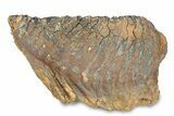 Fossil Woolly Mammoth Lower Molar - Siberia #292768-3